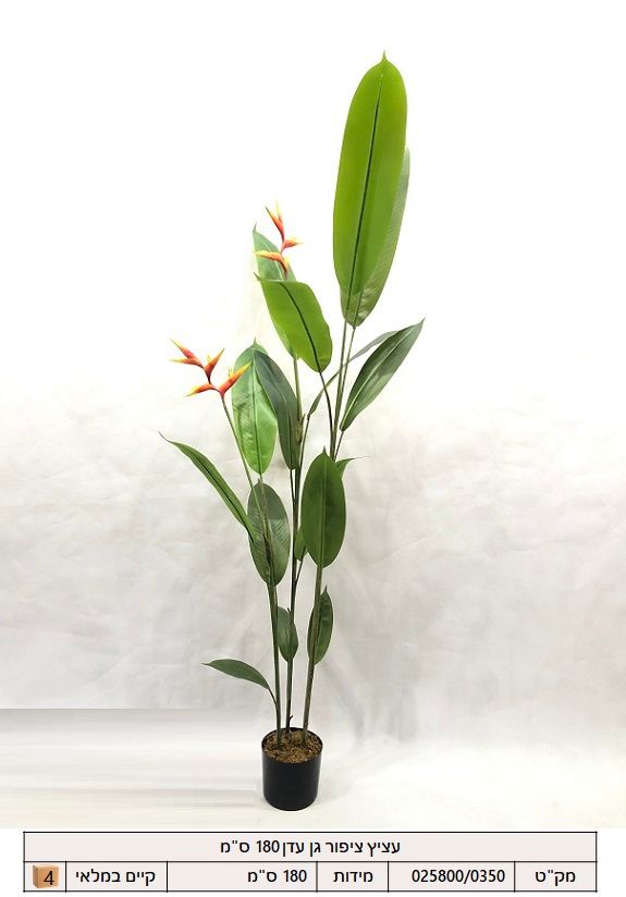 עציץ ציפור גן עדן 180 ס"מ