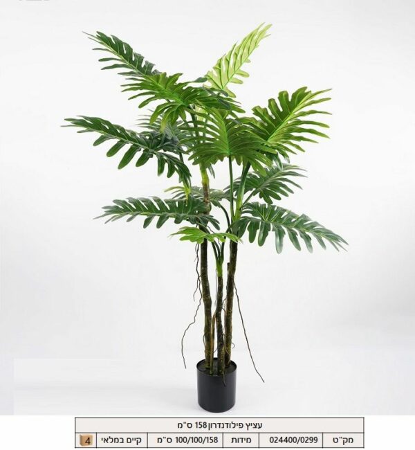 עציץ פלודנדרון 158 ס"מ