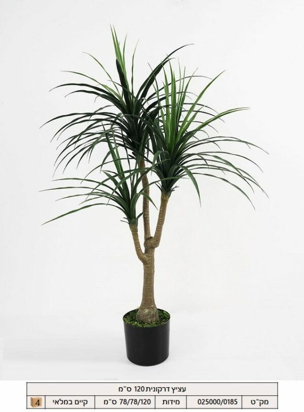 עציץ דרקונית 120 ס"מ