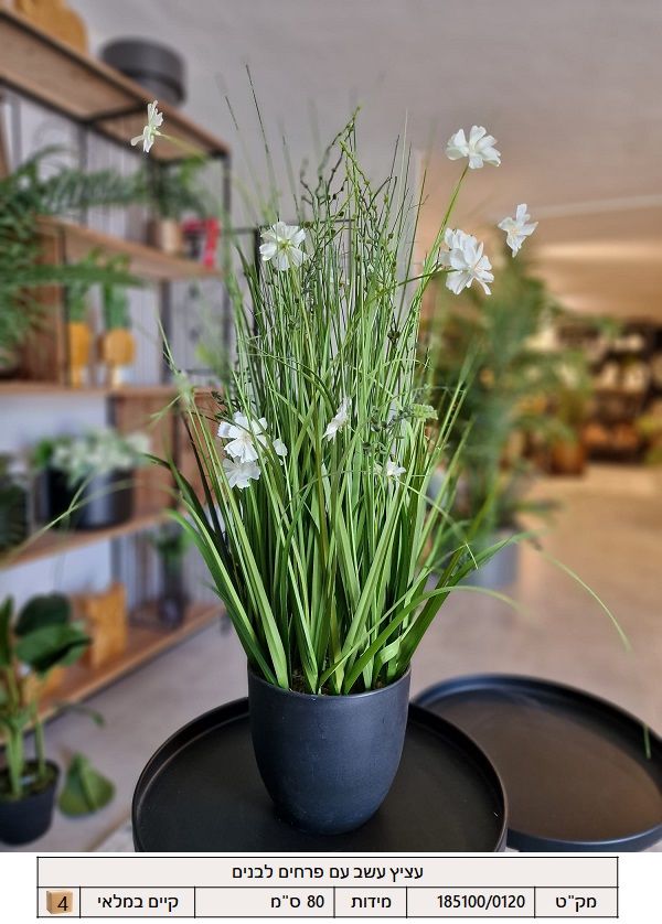 עציץ עשב פרחים לבנים