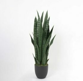 עציץ סנסיוורה 91 ס"מ